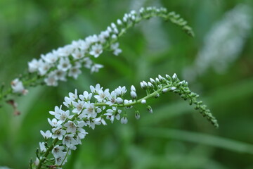 花穂が虎の尾に似た花
