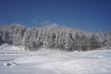 Fototapeta na wymiar Pine forest covered in white with snow