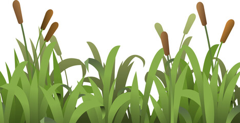 Reeds are growing. Grass densely green. Summer coastal landscape. Bank of river or lake. Cartoon fun style. Flat design. Isolated on white background. Vector