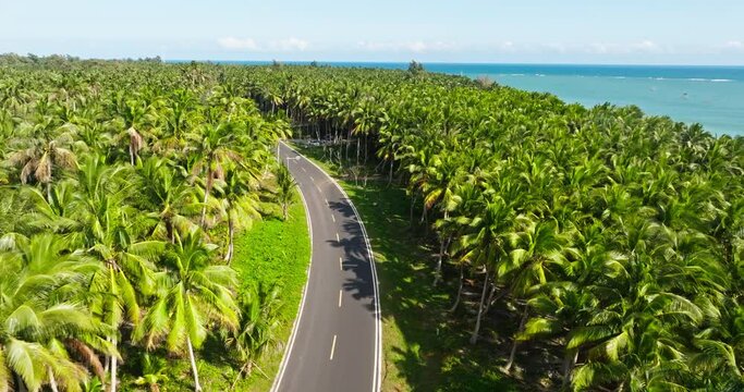 Aerial view of car driving on the road in the Vast coconut tree woods groves by the sea at Hainan China