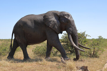 Obraz premium Afrikanischer Elefant / African elephant / Loxodonta africana