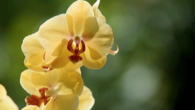 yellow Orchid branch on green natural background
