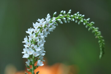 花穂が虎の尾に似た花