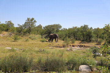Krüger Park - Afrikanischer Busch / Kruger Park - African bush /