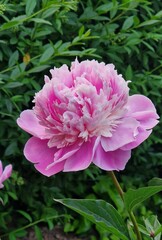 Fototapeta premium Pink flower peonies flowering on green background, pink flowers. Pretty Pink Peony in bloom.Single pink double peony flower