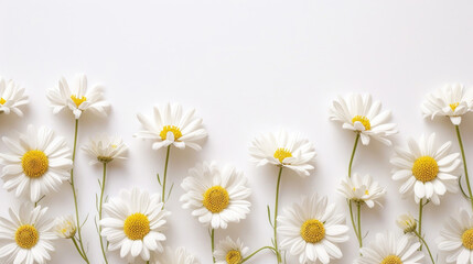 A simple and elegant border of spring daisies against a clean white background