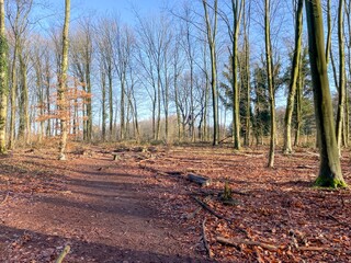 unleafy forest in spring