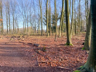 unleafy forest in spring