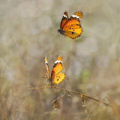 Fototapeta na wymiar Two plain tiger butterflies also known as African monarch, Danaus chrysippus, flying before mating, Fuerteventura, Canary Island, Spain 