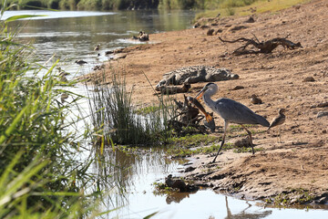 Afrikanischer Busch - Krügerpark - Tsendze River / African Bush - Kruger Park - Tsendze River /