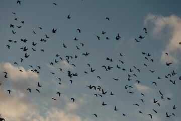 pajaros