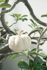 Tiny white pumpkin among the tree branches.