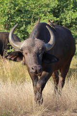 Kaffernb&uuml;ffel / African buffalo / Syncerus caffer