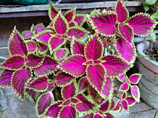 leaves of coleus plant in a pot