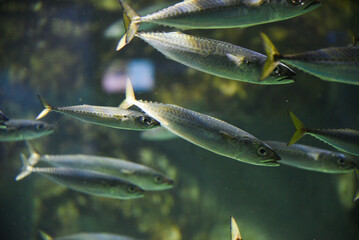 Small mackerel swimming in a school in the aquarium.