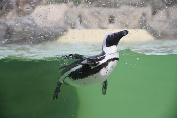 A penguin swimming in the aquarium behind a glass window.