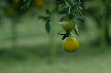 Oranges grow on fruit trees in lush orchards.