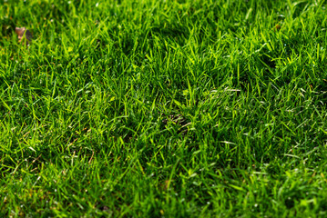 The texture of a beautiful and colorful lawn in the garden in summer.