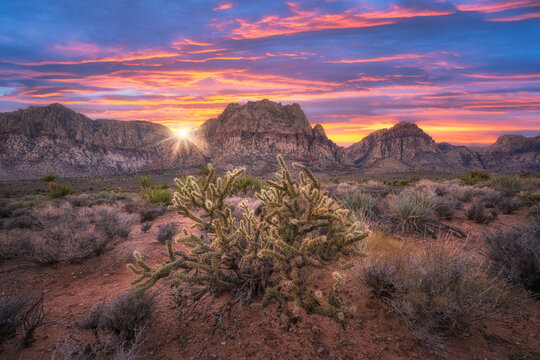 Cholla cactus sunset in Red Rock Canyon Nevada 