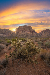 Sun rays behind Mount Wilson lighting up a cholla cactus in Nevada