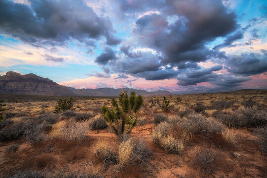 Young Joshua Tree and desert landscape at sunrise in Red Rock Canyon Conservation Area
