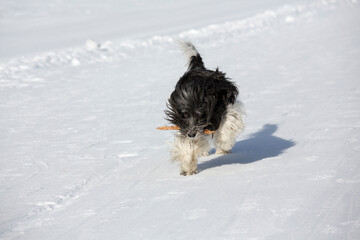 Ponscha mix has great fun in the snow and plays with a stick