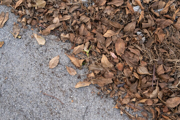 Dry leaves on the road wallpaper, Copyspace.