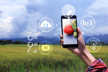 Smart farming concept with hand holding smartphone to monitoring strawberry in planting plot by IoT...