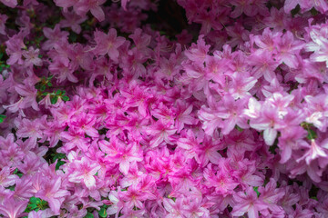 Pink azaleas in spring, close up, can be used as a background