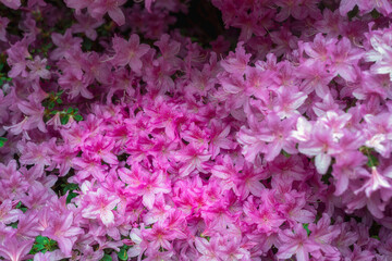 Obraz premium Pink azaleas in spring, close up, can be used as a background