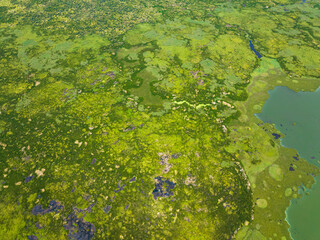 Top view of wetlands with tropical plants and green vegetation. Agusan Marsh. Mindanao, Philippines.