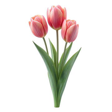 Trio of Pink Tulips with Green Leaves Isolated on White Cutout