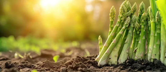 Fototapeten Organically grown asparagus in the garden. © Vusal