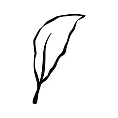 Single Leaf Line Art Illustration Isolated in White. Floral decoration branch leaf plant line. Modern single line art, aesthetic contour. Perfect for home decor such as posters, wall art, tote bag etc