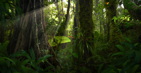 Landscape tropical rainforest