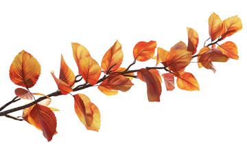 Fall Autumn Tree Branch Isolated on Transparent Background