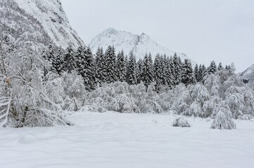 A serene landscape showcasing a thick blanket of snow enveloping trees with a majestic mountain looming in the background.