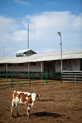 Wide-angle scenic view of modern open-air livestock barn shelters with a cattle herd at a dairy farm facility. © ehasdemir
