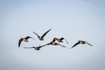 a skein, team, wedge or plump of greater white-fronted geese in formation flight. these migratory flying birds are wintering in the Netherlands sometimes known as greater whitefront goose