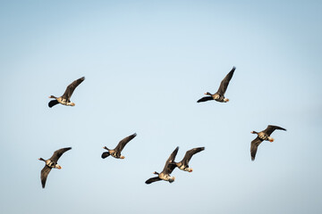 a skein, team, wedge or plump of greater white-fronted geese in formation flight. these migratory...