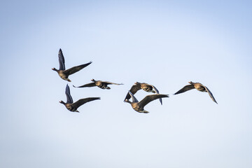 a skein, team, wedge or plump of greater white-fronted geese in formation flight. these migratory flying birds are wintering in the Netherlands sometimes known as greater whitefront goose