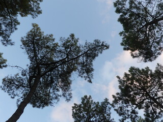 trees and sky