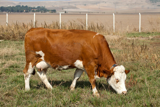 Full-body view of a red and white Simmental dairy cow grazing on green grass pasture.