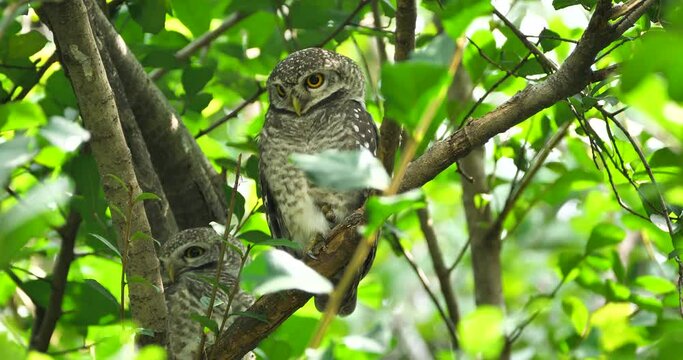 Cute young Spotted owlet (Athene brama) with angry face hiding  on tree,taken in thailand.