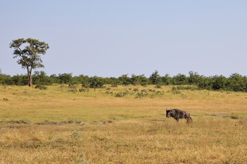 Streifengnu / Blue wildebeest / Connochaetes taurinus