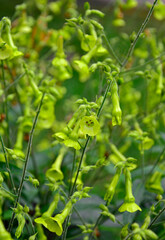 tytoń Langsdorfa, żólte kwiaty tytoniu ozdobnego, Nicotiana langsdorffii, Langsdorff's tobacco, Lime green 