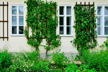 Fototapeta na wymiar Winorośl właściwa (Vitis vinifera), winorośl na białej ścianie domu między oknami, vine on the wall of the house 