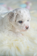 Bichon Frise puppy