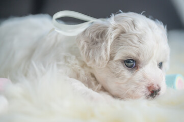 Bichon Frise puppy