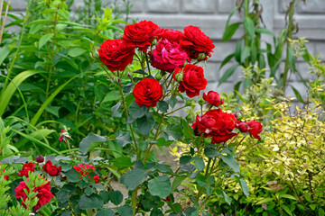 czerwone róże rabatowe, czerwone róże w ogrodzie, red roses in garden	 - obrazy, fototapety, plakaty